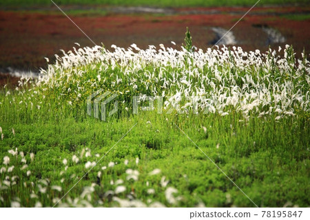 自然生態公園、濕地景觀 78195847