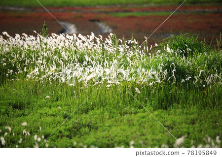 自然生態公園、濕地景觀 自然生態公園、濕地景觀 78195849