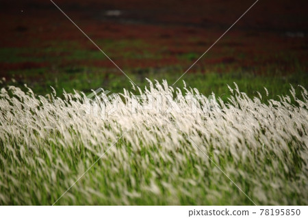 Natural Ecological Park, Wetland Landscape 78195850
