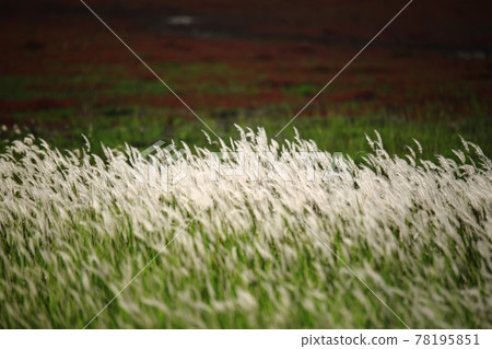 Natural Ecological Park, Wetland Landscape Natural Ecological Park, Wetland Landscape 78195851
