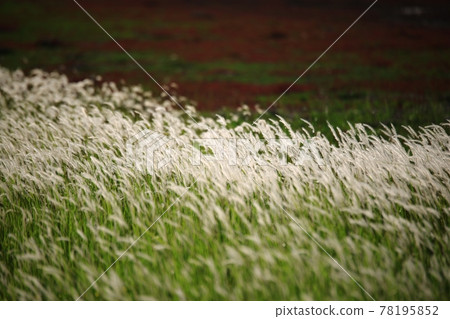 Natural Ecological Park, Wetland Landscape Natural Ecological Park, Wetland Landscape 78195852