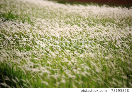 自然生態公園、濕地景觀 78195858