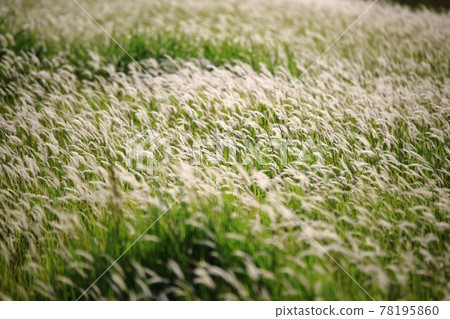 Natural Ecological Park, Wetland Landscape Natural Ecological Park, Wetland Landscape 78195860