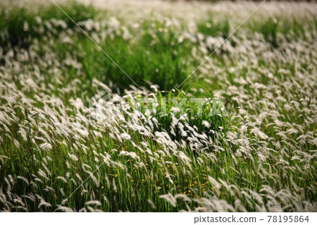 自然生態公園、濕地景觀 78195864