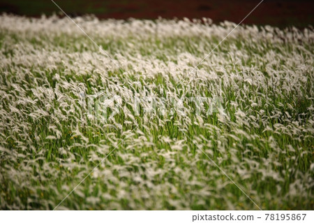 自然生態公園、濕地景觀 78195867