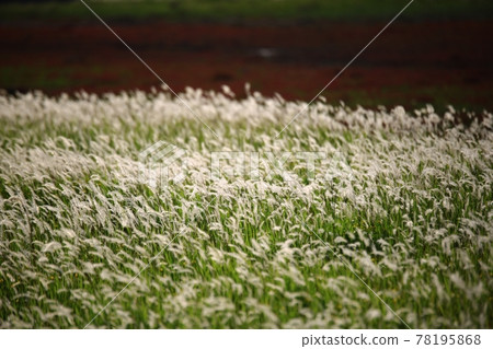 自然生態公園、濕地景觀 78195868