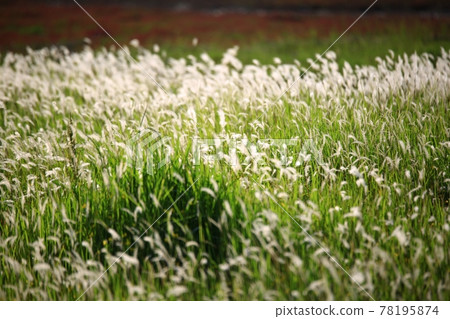 自然生態公園、濕地景觀 78195874