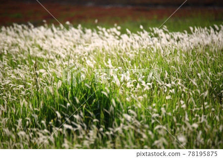 自然生態公園、濕地景觀 78195875