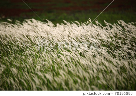 自然生態公園、濕地景觀 自然生態公園、濕地景觀 78195893