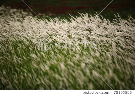 自然生態公園、濕地景觀 自然生態公園、濕地景觀 78195896