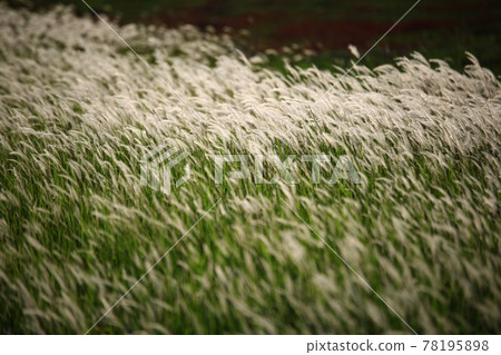 自然生態公園、濕地景觀 自然生態公園、濕地景觀 78195898