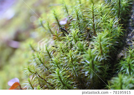 密密麻麻的新鮮上色杜鬆發帽,筆直生長 密密麻麻的新鮮上色杜鬆發帽,筆直生長 78195915