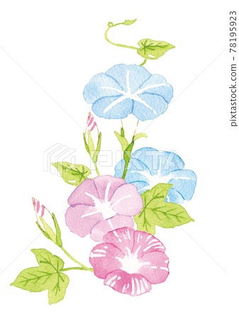 水彩牽牛花插圖 水彩牽牛花插圖 78195923