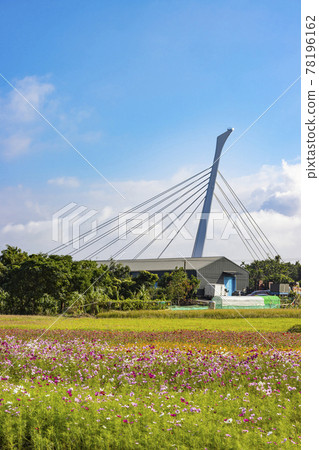 平靜的農莊前有一大片波斯菊田 78196162