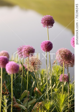 景觀與鮮花,花園 景觀與鮮花,花園 78196345