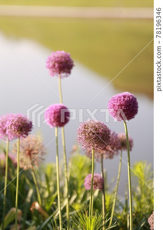 景觀與鮮花，花園 78196346
