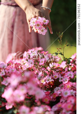 景觀與鮮花,花園 景觀與鮮花,花園 78196352