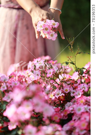 景觀與鮮花,花園 景觀與鮮花,花園 78196353