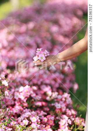 景觀與鮮花,花園 景觀與鮮花,花園 78196357