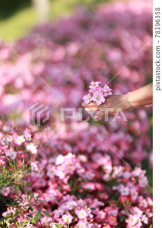 景觀與鮮花，花園 78196358