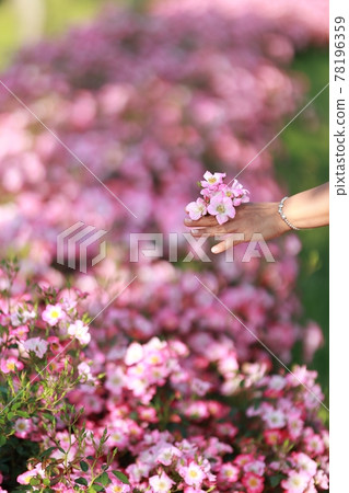 景觀與鮮花,花園 景觀與鮮花,花園 78196359