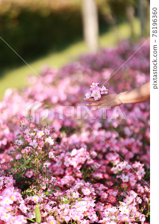 景觀與鮮花，花園 78196360