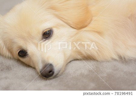 Mixed dog Pomex sleeping 78196491
