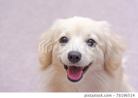 Mixed dog Pomex smile 78196514