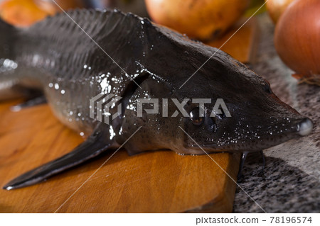 Closeup of fresh sturgeon in kitchen interior 78196574
