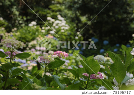 The whole hydrangea of Hase-dera The whole hydrangea of Hase-dera 78196717