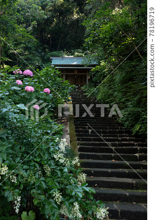 天輪神明神社的繡球花 天輪神明神社的繡球花 78196719