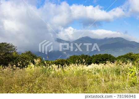A large field of miscanthus at the foot of the mountain A large field of miscanthus at the foot of the mountain 78196948