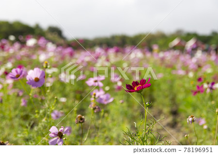 陽光下的大波斯菊田 78196951