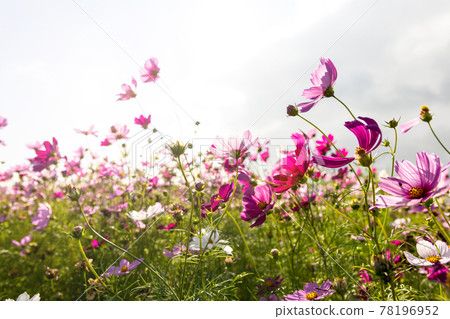 陽光下的大波斯菊田 78196952