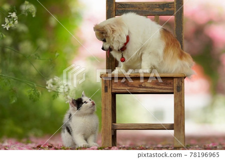 Cats and dogs 78196965