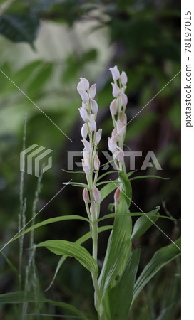 Sasabagin run 78197015