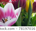 Blooming tulip in a bouquet 78197016