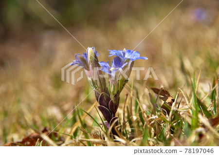 Fuderindou flower Fuderindou flower 78197046