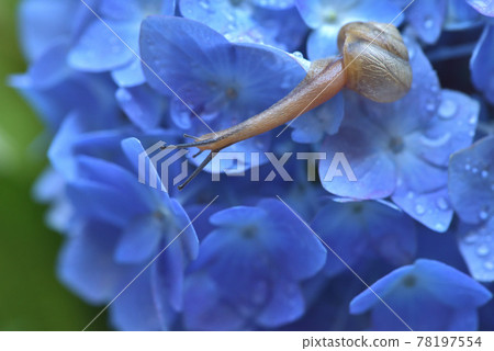 繡球花和蝸牛 繡球花和蝸牛 78197554
