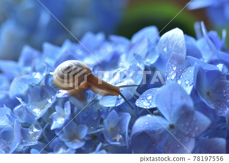 Hydrangea and a snail Hydrangea and a snail 78197556