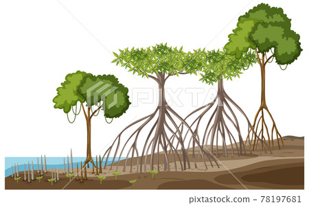 Structure of mangrove forest on white background - Stock Illustration ...