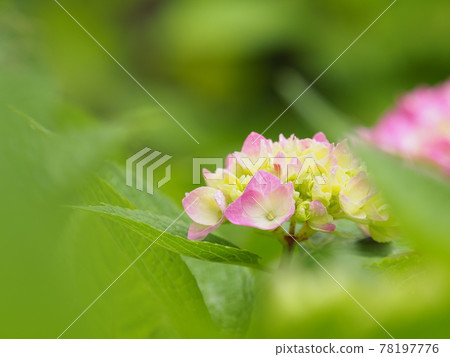 已經開始上色的粉紅色繡球花 78197776