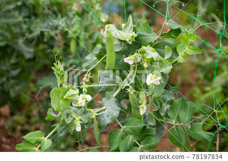 Image of seedlings of pea and soy growing in hothouse 78197834