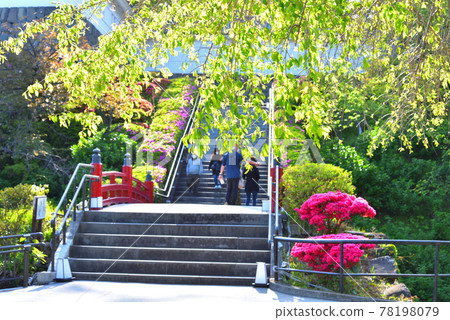 Red bridge and red azalea in Odawara Castle Park Red bridge and red azalea in Odawara Castle Park 78198079