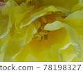 Velvet yellow lonely tulip 78198327