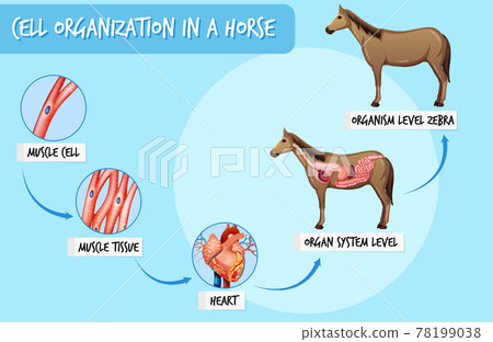 Diagram showing cell organization in a horse 78199038