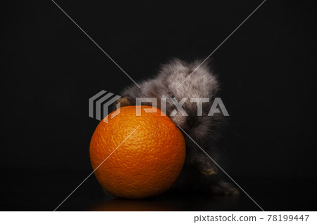 image of rabbit orange dark background image of rabbit orange dark background 78199447