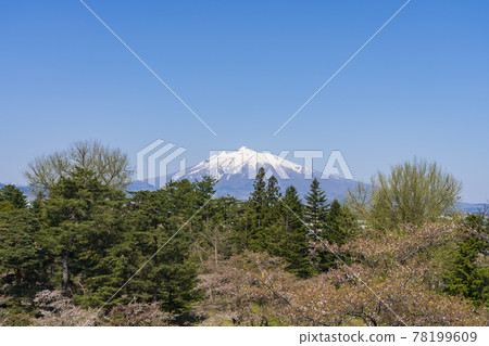 從青森縣弘前公園看到的岩木山和櫻花 78199609