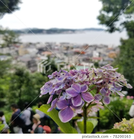 繡球花海，鎌倉獨有的風景 78200163