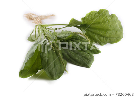 Plantain isolated on white 78200468
